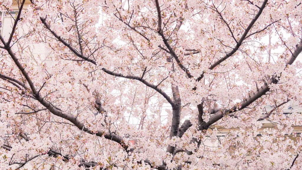 Japan-in-Cherry-Blossom-Season-Travel-Tour-506.jpeg